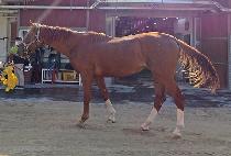 ����ĭ (DONGBANG KHAN) ����