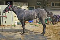 õ��Ĺ (CHEONJEOK CAT) ����