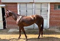 �Ƴ�Į (HONOR CAL) ����