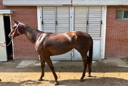 �Ƴ�Į ����