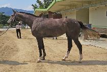 �ö��׾��׳� (FLYING ATHENA) ����