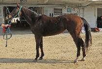 �۷ι�ĳ�� (GLOBAL CASTLE) ����