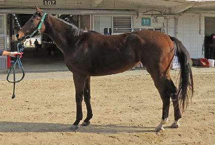 �۷ι�ĳ�� ����