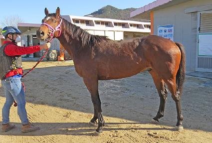 ���������� ����