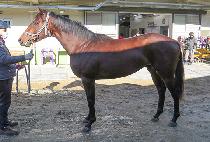 �ε��� (INDIE POP) ����