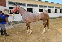 ƪ����Ʈ (TUNE POINT) ����