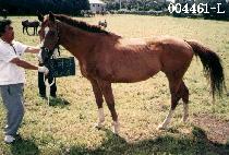 ȫ��ȭ (HONG MAE HWA) ����