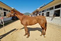 �����ö��� (LEADER FLYING) ����