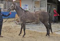 CLASSIC STAR picture