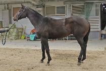 ���̿�����ġ (K N SKETCH) ����