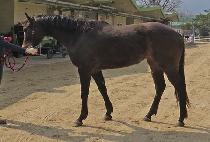 ������� (QUEENSSUNSHINE) ����