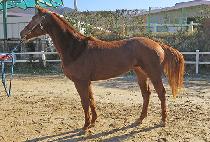 ��������̵� (HIDDEN BLADE) ����