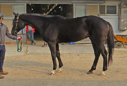 �ٶ���Į ����