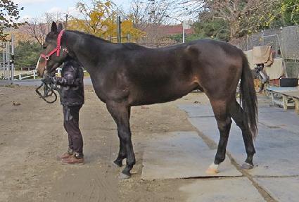 �����̷� ����