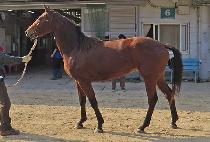 ����� (SAMBA ZONE) ����