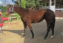 ��Ŭ������� (ECLAIR THE ONE) ����