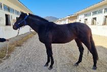 ���̾ƽ��Ǹ� (DIA SPIRIT) ����