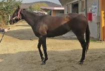 Ƽ����� (TIZ SUCCESS) ����