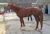 ������Ű (WONDER ROOKIE) ����