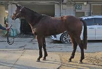 �帲���� (DREAM FORCE) ����