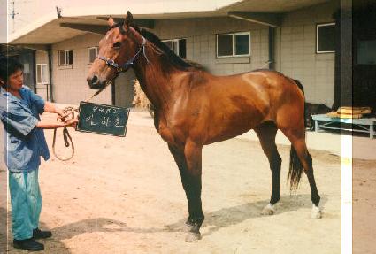 ����ȣ ����