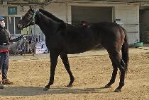 �׸��巡�� (GREEN DRAGON) ����