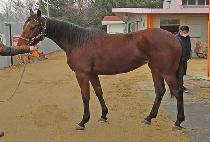 ����Ƽ�� (MIGHTY LEM) ����