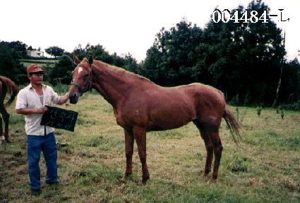 ������ ����