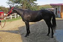 ���⸸���� (GAGIMAN GODANG) ����