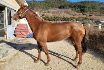 ��ù�� (DIXIE BAND) ����