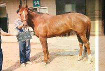 ���ȣ (DAESAN HO) ����