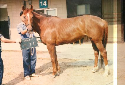 ���ȣ ����