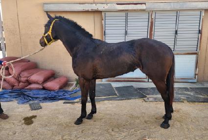 ���̳���ġ ����