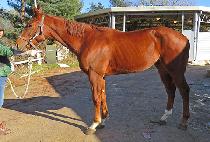 ���Ƴ� (GOLDEN HONOR) ����