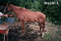 �ִ�ȣ (AEDANG HO) ����