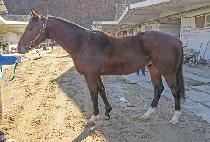 ���ý��� (PURPLE STORM) ����