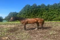 �ÿ���������Ʈ (SIERRA FOREST) ����