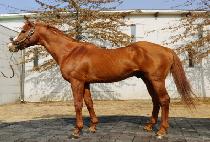 ��Ŭ���� (SHACKLEFORD) ����