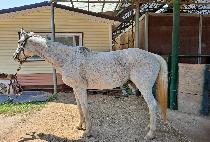 �ٿ�����̵� (BOUND FOR EDEN) ����