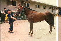 ���϶� (SAHARA) ����