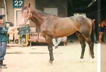 ���� (SUK KUNG) ����