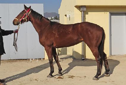 ���̾�Ʈ�� ����