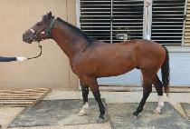 ĸƾ�ڸ��� (CAPTAIN COMMANDO) ����