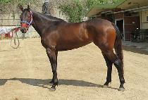 ��´��÷��� (RAON THE FLATTER) ����