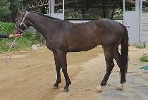 ĸƾŸ�̰� (CAPTAIN TIGER) ����