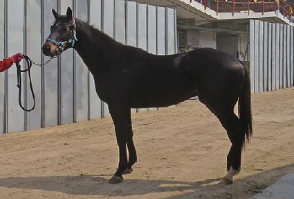 ��Ʈ�÷��� ����