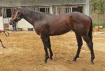 ��� (NO WAR) ����