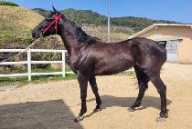 �������� (DOCTOR CUCKOO) ����