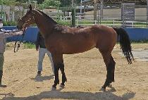 �ö��׶���Ʈ (FLYING LIGHT) ����