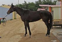 ������ (SEOUL GIPPEUM) ����